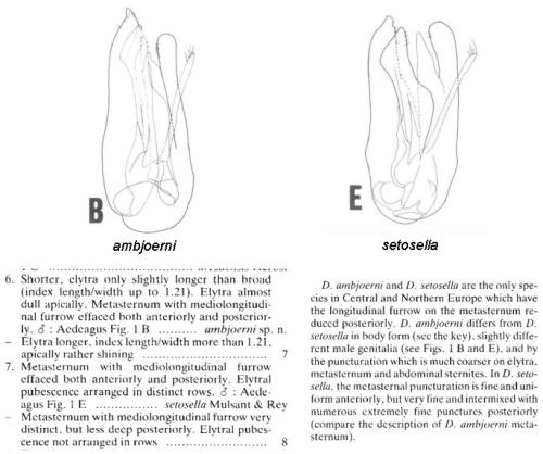 Réf. 345 465 : Dorcatoma sp.
